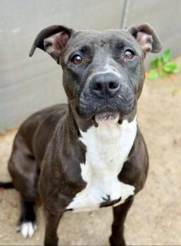 Shanghai -  Pit Bull Terrier Dog for Adoption in Chicago, Illinois - Shanghai | PetCurious