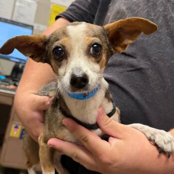 Dorito -  Chihuahua Dog for Adoption in Yuma, Arizona - Dorito | PetCurious