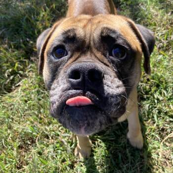Omashu -  Mixed Breed Dog for Adoption in Mishawaka, Indiana - Omashu | PetCurious