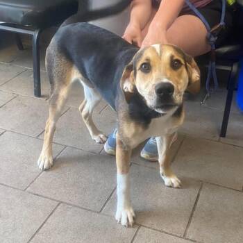 Cowboy -  Mixed Breed Dog for Adoption in Huntington, West Virginia - Cowboy | PetCurious