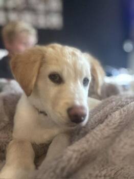 Aegon -  Shepherd Dog for Adoption in Salt Lake City, Utah - Aegon | PetCurious