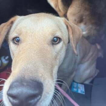 Henry -  Yellow Labrador Retriever Dog for Adoption in Portland, Texas - Henry | PetCurious