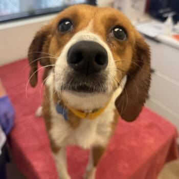 Janis -  Hound and Mixed Breed Dog for Adoption in Chesapeake, Virginia - Janis | PetCurious