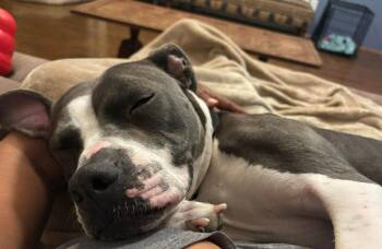Maddie -  Pit Bull Terrier Dog for Adoption in Lockport, New York - Maddie | PetCurious