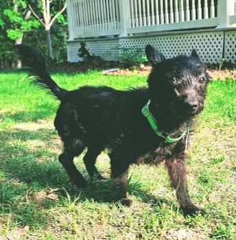 Schnauzer and Scottish Terrier Dogs Available for Adoption - Samara | PetCurious