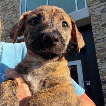 Anderson 22909 -  Chihuahua and Mixed Breed Dog for Adoption in Cumming, Georgia - Anderson 22909 | PetCurious