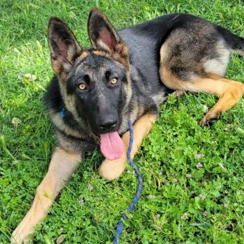 German Shepherd Dog Dogs Available for Adoption in Roseville, California - Ember! | PetCurious
