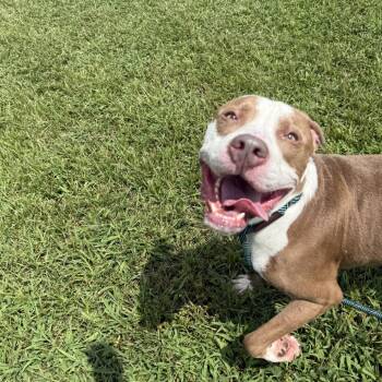 Remy -  American Staffordshire Terrier Dog for Adoption in Ridgely, Maryland - Remy | PetCurious