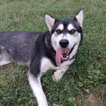 Rescue Alaskan Malamute Dogs for Adoption in Berryville, Virginia - Delilah | PetCurious