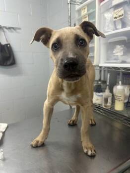 Kero -  Great Dane and Mixed Breed Dog for Adoption in West Memphis, Arkansas - Kero | PetCurious