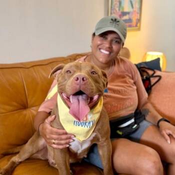 Wilma Wovey Dovey -  American Bully and Pit Bull Terrier Dog for Adoption in Friendswood, Texas - Wilma Wovey Dovey | PetCurious