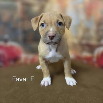 Fava -  Pit Bull Terrier and Mixed Breed Dog for Adoption in Griswold, Connecticut - Fava | PetCurious