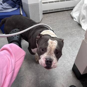 Bones -  American Bully Dog for Adoption in Philadelphia, Pennsylvania - Bones | PetCurious