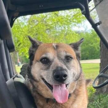 Australian Cattle Dog Blue Heeler Dogs Available for Adoption in Niagara Falls, Ontario - Happy (20260418-03) | PetCurious