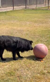 Jonah -  Flat Coated Retriever and Chow Chow Dog for Adoption in Grafton, Wisconsin - Jonah | PetCurious