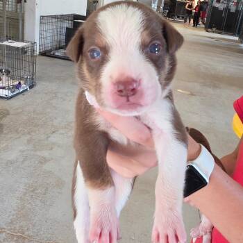 Viola -  Mixed Breed Dog for Adoption in Leander, Texas - Viola | PetCurious