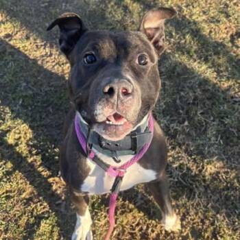 Pit Bull Terrier Dogs Available for Adoption - Geodude | PetCurious