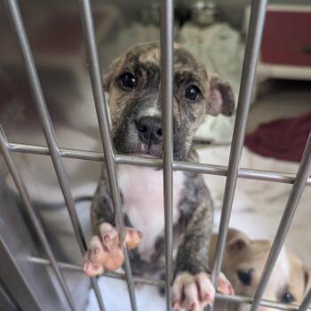 Pyramid (purple) -  Pit Bull Terrier Dog for Adoption in Baltimore, Maryland - Pyramid (purple) | PetCurious