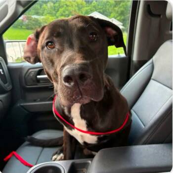 Seth -  Labrador Retriever Dog for Adoption in Salem, West Virginia - Seth | PetCurious