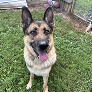 Zora -  German Shepherd Dog Dog for Adoption in Mount Vernon, Indiana - Zora | PetCurious