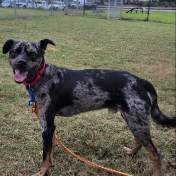 Rescue Catahoula Leopard Dog Dogs for Adoption in Cabot, Arkansas - (Found) Murray | PetCurious