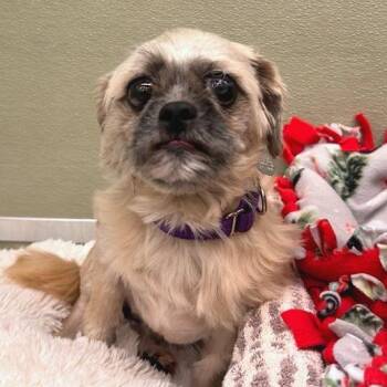Milton -  Shih Tzu and Mixed Breed Dog for Adoption in Woodinville, Washington - Milton | PetCurious