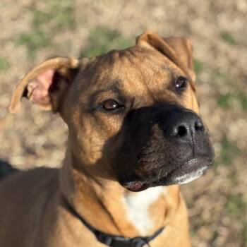 Boxer and Mixed Breed Dogs Available for Adoption - Odie | PetCurious