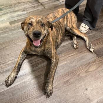Scrappy Doo -  Boxer and Great Pyrenees Dog for Adoption in Sequatchie, Tennessee - Scrappy Doo | PetCurious