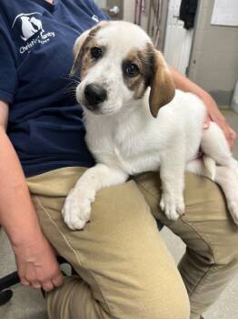 Josey -  Great Pyrenees Dog for Adoption in Hopkinsville, Kentucky - Josey | PetCurious
