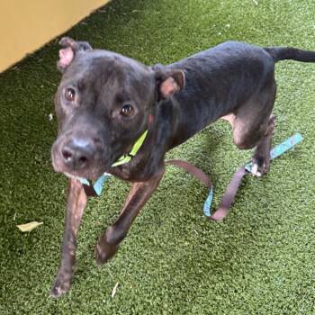 Rescue Mixed Breed Dogs for Adoption in West Palm Beach, Florida - Mosby | PetCurious