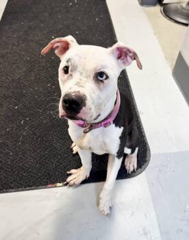 Rescue American Bulldog Dogs for Adoption in Perth Amboy, New Jersey - Diamond | PetCurious