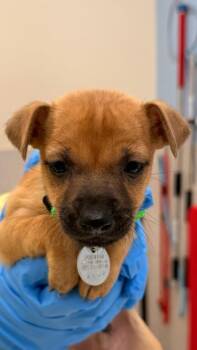 Black Mouth Cur and Mixed Breed Dogs Available for Adoption - Rush DeMello | PetCurious