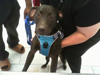 A1271332 -  Pit Bull Terrier and Mixed Breed Dog for Adoption in Charlotte, North Carolina - A1271332 | PetCurious