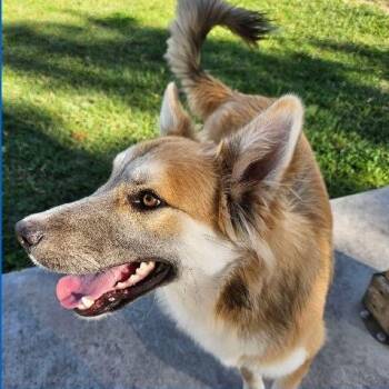 Husky Dogs Available for Adoption - Malakai *Coming Soon* | PetCurious