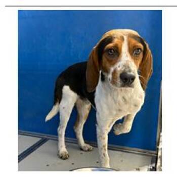 Beagle Dogs Available for Adoption in Franklin, North Carolina - Ringo | PetCurious