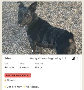 Rescue Mixed Breed Dogs for Adoption in Rayne, Louisiana - Eden | PetCurious