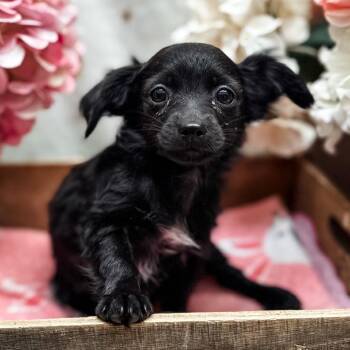 Lizzie -  Chihuahua Dog for Adoption in Newberg, Oregon - Lizzie | PetCurious