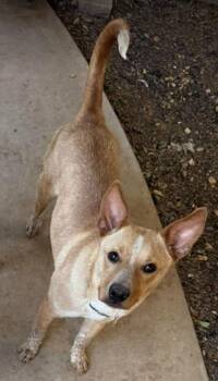 Cinnamon -  Australian Cattle Dog Blue Heeler and Basenji Dog for Adoption in Wolcott, Connecticut - Cinnamon | PetCurious