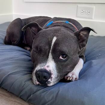 Rescue Pit Bull Terrier and Mixed Breed Dogs for Adoption in Cumming, Georgia - Bernard 21831 | PetCurious