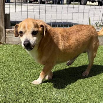 Chihuahua and Mixed Breed Dogs Available for Adoption in Loxahatchee Groves, Florida - Banner 0562 | PetCurious
