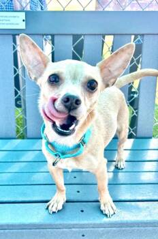 Chihuahua and Dachshund Dogs Available for Adoption in Cape Coral, Florida - Lucia | PetCurious
