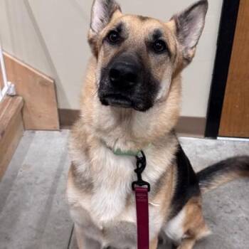 Sarge -  German Shepherd Dog Dog for Adoption in Hackensack, Minnesota - Sarge | PetCurious