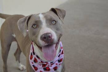 Lemon -  Pit Bull Terrier Dog for Adoption in Mckinney, Texas - Lemon | PetCurious