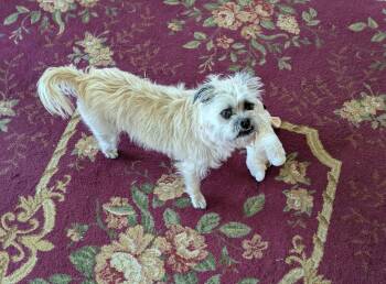 Schnauzer and Pug Dogs Available for Adoption in Wyoming, Michigan - Sammie | PetCurious