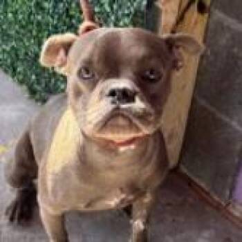 Polly Pocket -  Pit Bull Terrier and Mixed Breed Dog for Adoption in Tacoma, Washington - Polly Pocket | PetCurious
