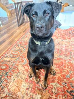 Lady -  Labrador Retriever and Rottweiler Dog for Adoption in Heber City, Utah - Lady | PetCurious