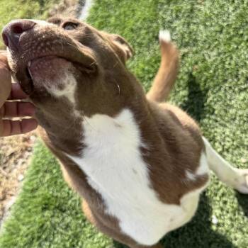 Rescue Husky Dogs for Adoption in Santa Barbara, California - Sabine | PetCurious