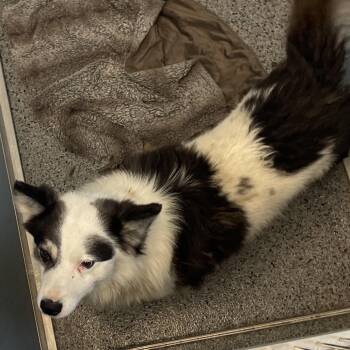 Linen -  Collie Dog for Adoption in North Battleford, Saskatchewan - Linen | PetCurious