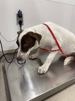 RAY -  Siberian Husky and German Shepherd Dog Dog for Adoption in Baytown, Texas - RAY | PetCurious