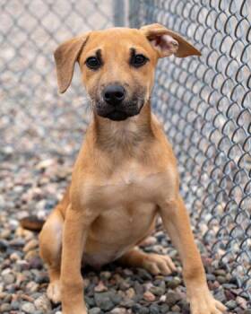 Ornata -  Shepherd and Mixed Breed Dog for Adoption in Pequot Lakes, Minnesota - Ornata | PetCurious